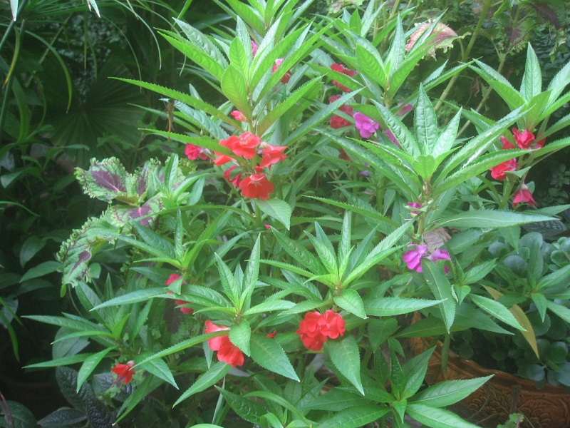 Cây bóng nước,bóng nước,cây móng tay,phượng tiên hoa,Impatiens balsamina,Balsaminaceae,cây thuốc,tác dụng của cây bóng nước,bài thuốc từ cây bóng nước,cây bóng nước làm thuốc