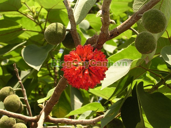 Cây Dướng,cây dướng, cây ró, cây cốc, cây cấu, cây dâu giấy, họ dâu tằm, họ Moraceae, cây dó, tên khoa học Broussonedia Papyrifera (L) Vent.,hình ảnh cây dướng, cây dướng chữa bệnh, công dụng của cây dướng, tác dụng của cây dướng, cay duong,