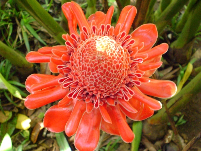 Đa lộc,hoa đa lộc,hoa sen đất,gừng tàu,hoa vạn phúc,Etlingera elatior,họ gừng,Zingiberaceae,đậu khấu