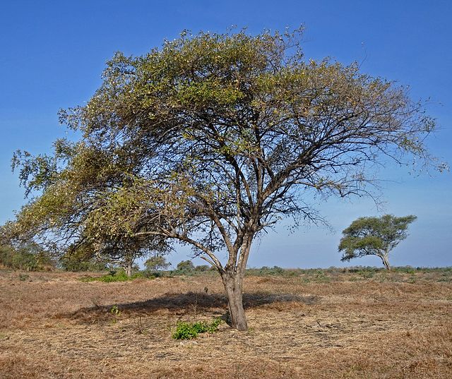 Cây táo ta