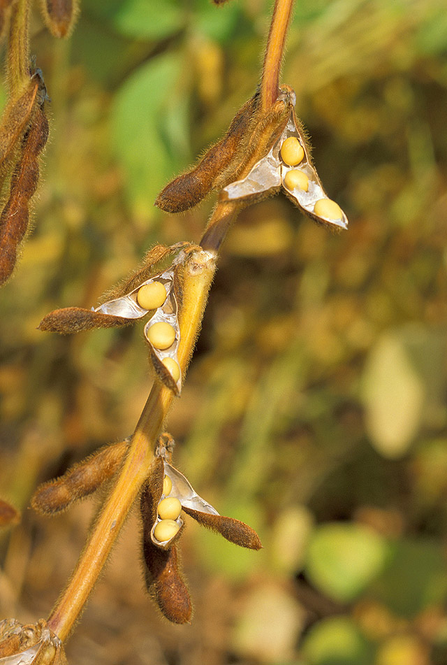 đậu tương,đỗ tương,đậu nành,glycine max,họ đậu,fabaceae