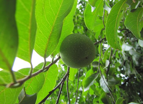 Cây Thị di sản Việt Nam ở Nghệ An