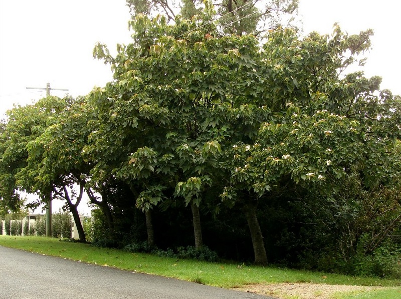 Cây trẩu,trẩu,trẩu nhăn,lai,quả trẩu,hoa trẩu,vernicia montana,loài cây mộc