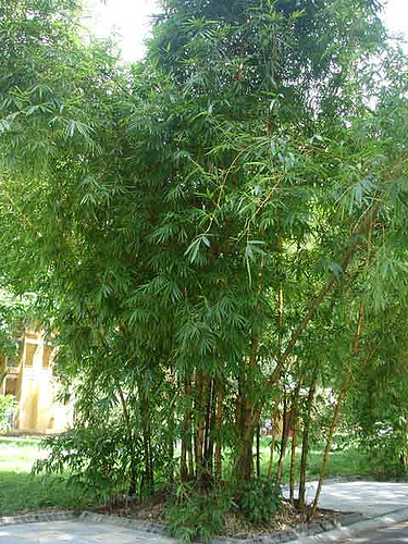 Cây tre,bộ Hòa thảo,phân họ Tre,tông Tre,Bambuseae,bamboo,cây phong thủy,cây ngoại thất,cây ngày Tết