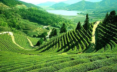 Cây trà,cây chè,Camellia sinensis,trà xanh,trà ô long,trà đen,chè Thái Nguyên,chè Phú Thọ,chè Hòa Bình,chè Tân Cương Thái Nguyên