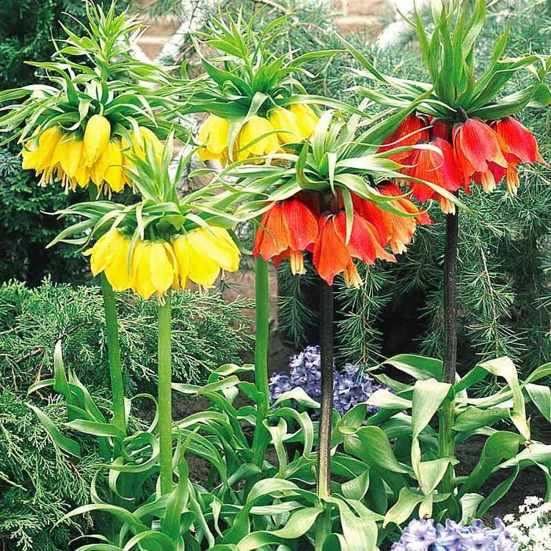 Hoa vương miện,hoa vương miện hoàng đế,Crown Imperial,Fritillaria Imperialis,Fritillaria,Liliaceae,họ hoa Lily