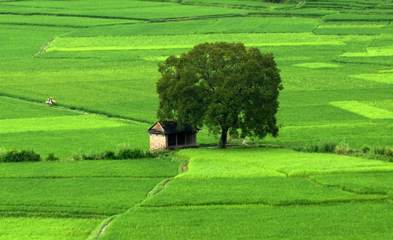 Cây lúa,lúa,Oryza sativa,Oryza glaberrima,họ hòa thảo,họ lúa,họ cỏ,Poaceae,cây lương thực,cây ngũ cốc,ngũ cốc,lục cốc,ruộng bậc thang,ruộng bậc thang Hoàng Su Phì