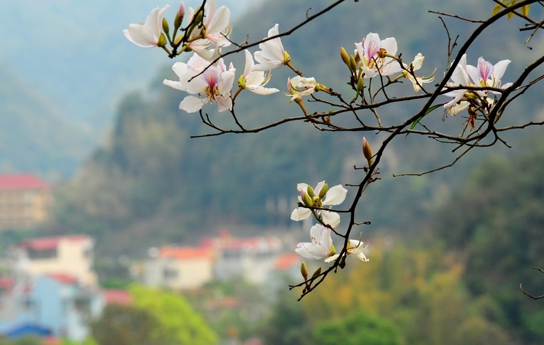 Hoa ban,hoa ban trắng,hoa ban tím,hoa ban hồng,hoa móng bò sọc,hoa ban tây bắc,hoa ban trắng tây bắc,chuyện tình hoa ban