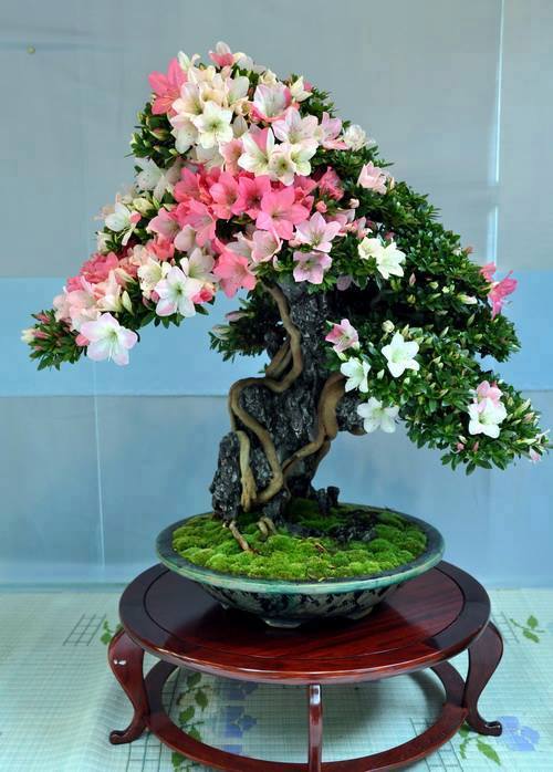 Cây cảnh bonsai đẹp