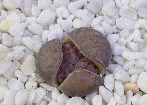 Hoa sỏi,cây hoa sỏi,Lithopturbuniformis,họ phiên hạnh,Aizoaceae,Ficoidaceae