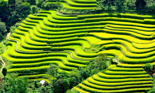 Cây lúa,lúa,Oryza sativa,Oryza glaberrima,họ hòa thảo,họ lúa,họ cỏ,Poaceae,cây lương thực,cây ngũ cốc,ngũ cốc,lục cốc,ruộng bậc thang,ruộng bậc thang Hoàng Su Phì