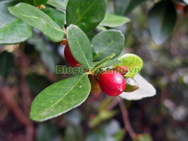 Cây Kim Quýt,Triphasia trifolata, cây kim quýt, hình ảnh cây kim quýt, cây kim quýt bonsai, cây bonsai, cay kim quyt bonsai, cây kim quýt đẹp, ý nghĩa cây kim quýt, cay kim quyt,