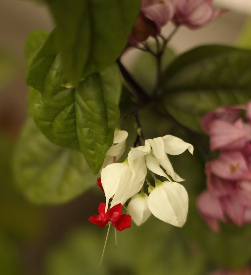 Hoa ngọc nữ,hoa ngoc nu,rồng nhả ngọc,tố nữ,lồng đèn,trinh nữ,Clerodendrum thomsoniae,Clerodendrum