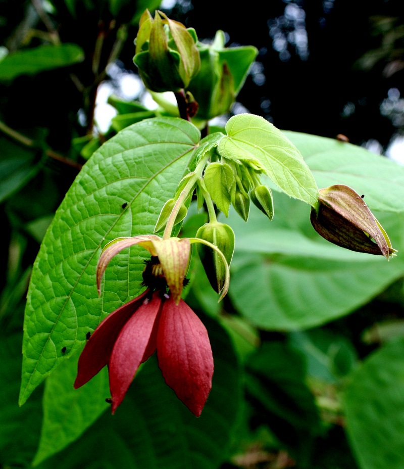 Cây tai mèo,tai mèo,cây bất thực,Abroma augusta,họ cẩm quỳ,Malvaceae