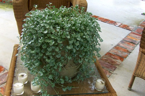 Vẩy rồng,vảy rồng,cây vẩy rồng,cay vay rong,Emerald