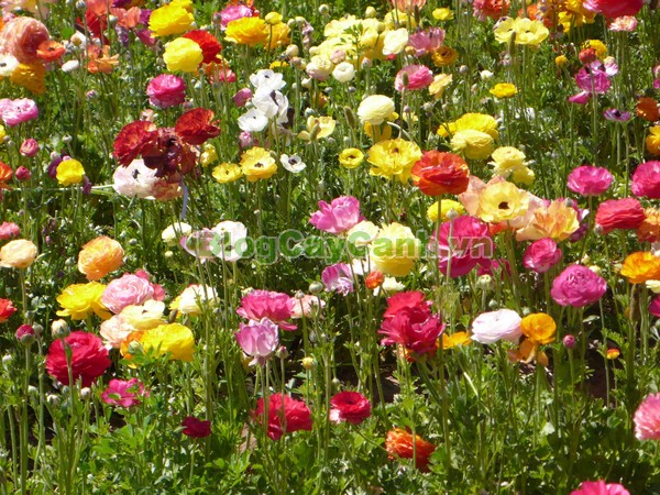 Cây Hoa Mao Lương (Cây hoa hoàng liên),cây hoa mao lương, cây hoa hoàng liên, hình ảnh cây hoa mao lương, Rananculus, họ Mao Lương, cay hoa mao luong