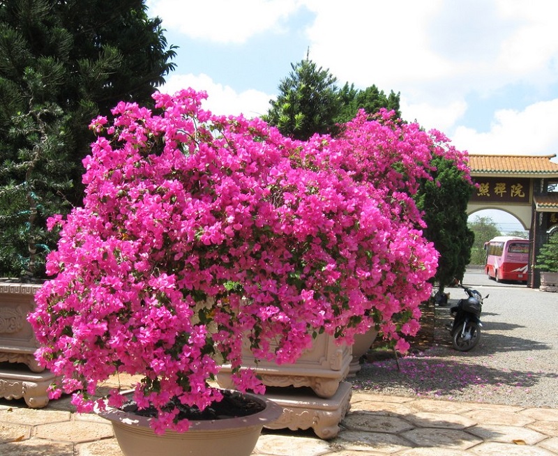 Hoa giấy,cây hoa giấy,cây bông giấy,bông giấy,Bougainvillea spectabilis willd,Bougainvillea