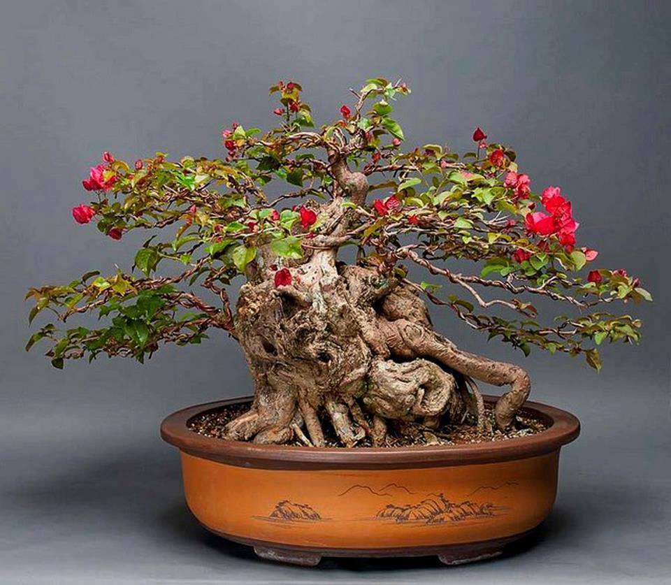 Cây cảnh bonsai đẹp