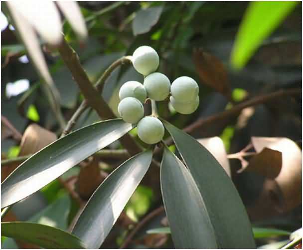 Kim giao,cây kim giao,tác dụng của gỗ kim giao,Nageia fleuryi,Podocarpaceae,Podocarpus,Decussocarmus,cây ngoại thất,cây lấy gỗ,cây làm thuốc