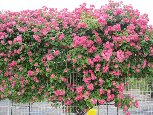 Hoa hồng leo,hoa hong leo,hồng leo,hồng dây,hoa hồng,hồng tường vi,hồng tầm xuân,hồng dây hoa trắng,cây leo,cây hoa,cây giàn leo,cây trang trí sân vườn,cây trang trí hàng rào