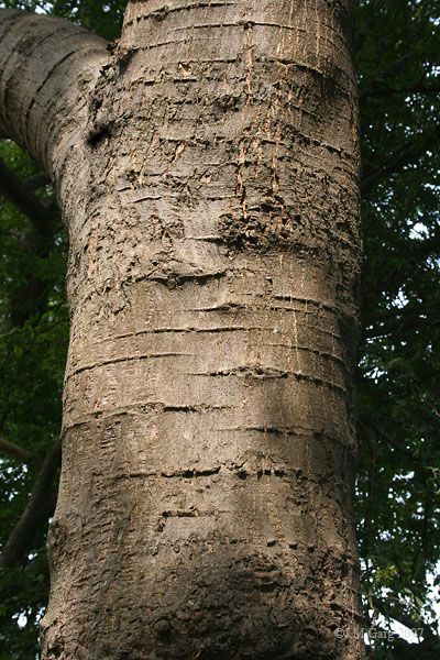 Cây me keo, me nước