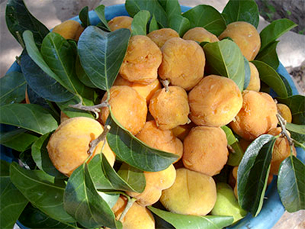 Quả chay chín