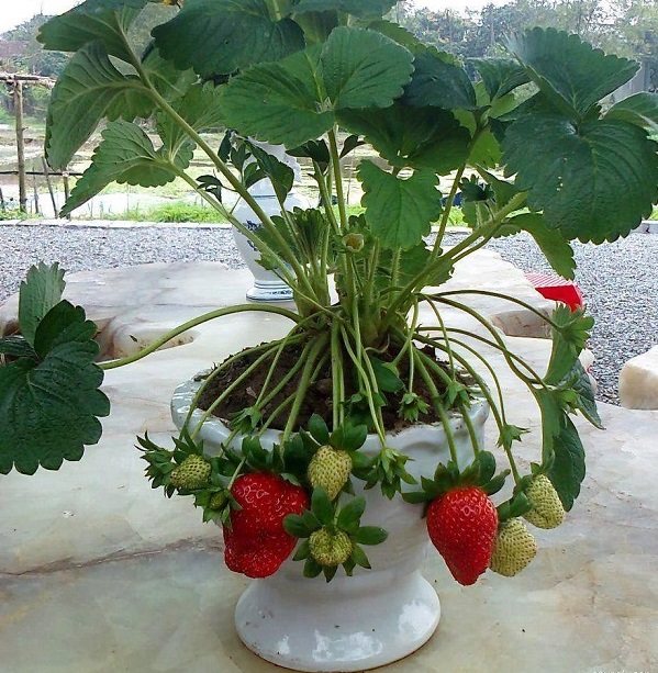 Dâu tây,cây dâu tây,cây dâu,Fragaria