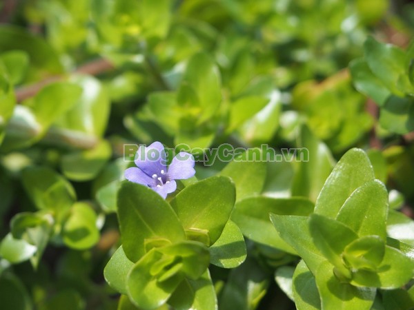 Cây Lệ Nhi,cây lệ nhi, hình ảnh cây lệ nhi, cay le nhi,cây lệ nhi trồng trong nước, Bacopa caroliniana, cây lệ nhi cây thủy sinh, cây thủy sinh đẹp,