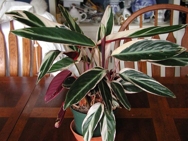 Chuối hoàng yến,cây chuối,cây phong thủy,cây nội thất