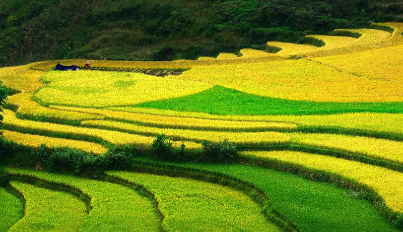 Cây lúa,lúa,Oryza sativa,Oryza glaberrima,họ hòa thảo,họ lúa,họ cỏ,Poaceae,cây lương thực,cây ngũ cốc,ngũ cốc,lục cốc,ruộng bậc thang,ruộng bậc thang Hoàng Su Phì