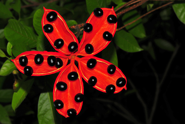 Cây sang,cây giầu sang phú quý,cây sang trọng,cây phong thủy,sterculia lanceolata,cây công trình