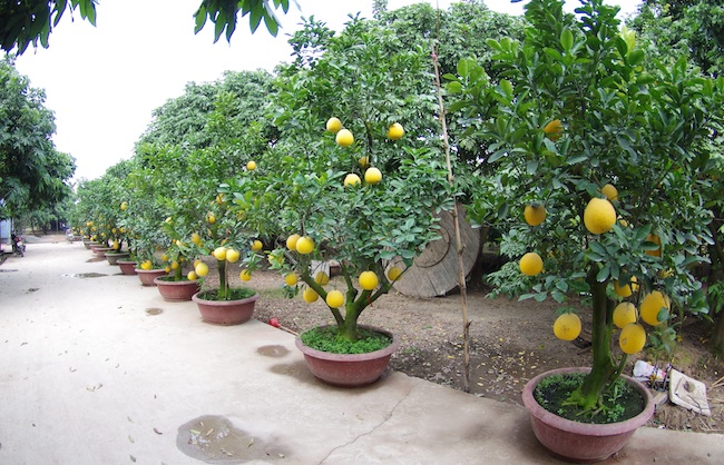 Cây bưởi trồng vào chậu để bán làm cây cảnh dịp Tết