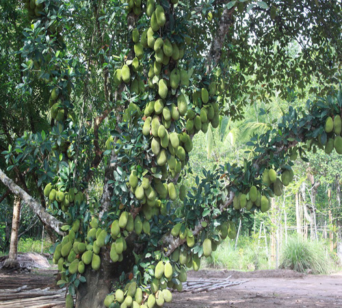 Mít tố nữ