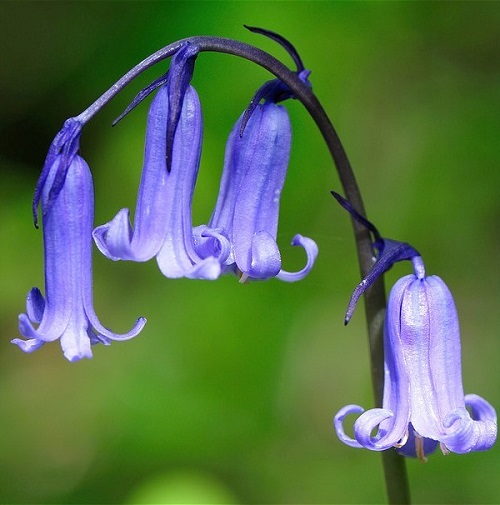Hoa chuông xanh,hoa chuông,Bluebells,Hyacinthoides