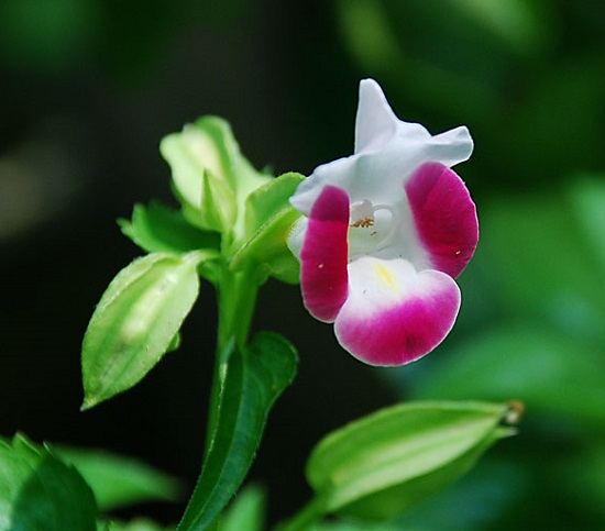 Hoa Tô Liên