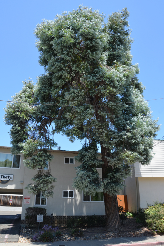 Cây tiền bạc,đô la bạc,Silver dollar,đồng đô bạc,đồng đô la bạc,Eucalyptus cinerea,silver dollar tree