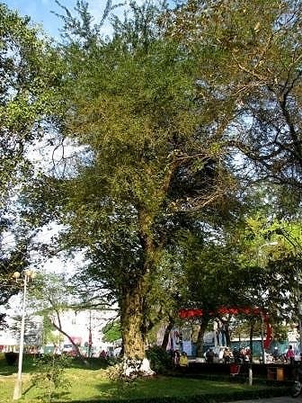 Cây me keo, me nước