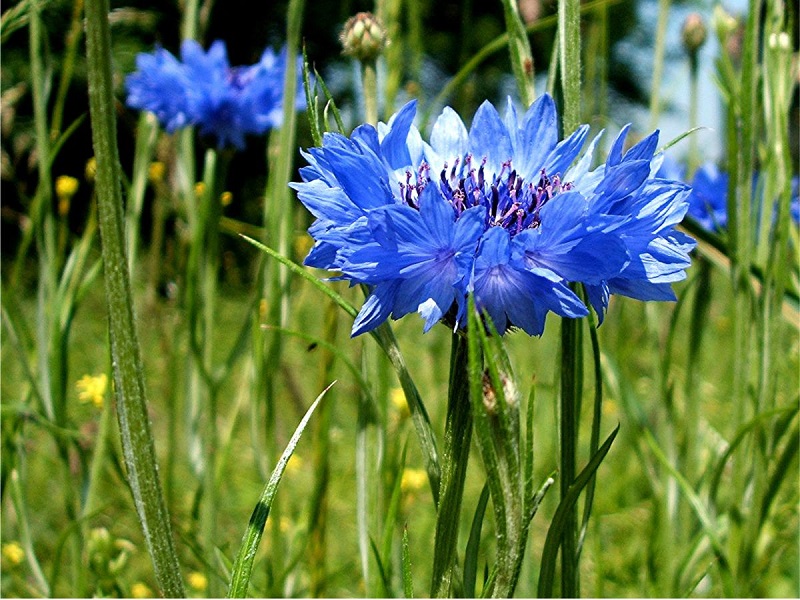 Hoa thanh cúc,hoa ngô,hoa cúc áo,hoa thanh bình,Centaurea cyanus,Bachelors button,Bluebottle,Boutonniere flower,Hurtsickle,Cyani flower,cornflower