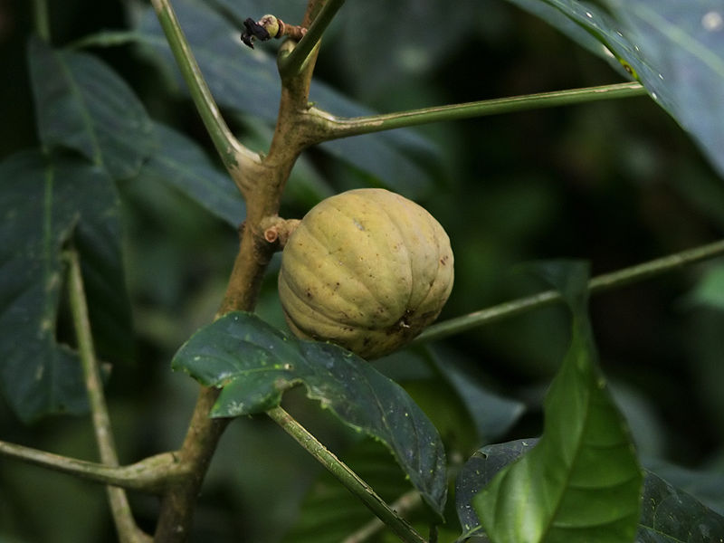 Vông đồng,cây vông đồng,cây vông,hura crepitans,hura brasiliensis wild,họ Đại kích,Euphorbiaceae