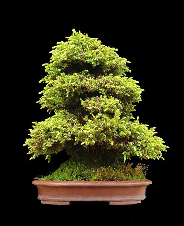Cây cảnh bonsai đẹp