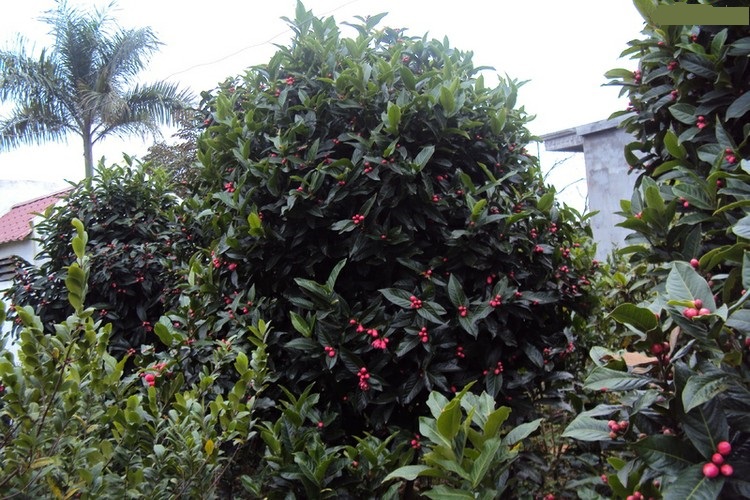 Hải đường,cây hải đường,hoa hải đường,cây ngày Tết,ý nghĩa hoa hải đường,sự tích hoa hải đường