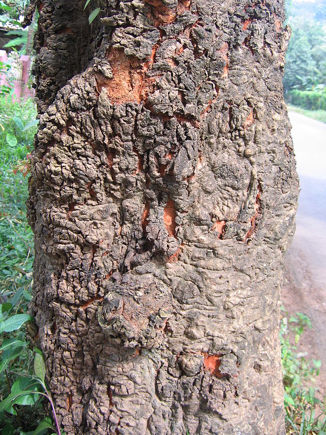 Căm xe,Căm xe,cây căm xe,cẩm xe,cây gỗ,cây gỗ quý,Xylia xylocarpa