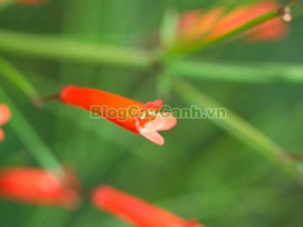 Cây Liễu Tường Hoa Đỏ,cây liễu tường hoa đỏ, họ Hoa mõm sói , Scrophulariaceae., hình ảnh cây liễu tường hoa đỏ, Russelia equisetifomis Schlecht. et Cham., cay lieu hoa do, cây hoa xác pháo, cây xác pháo,