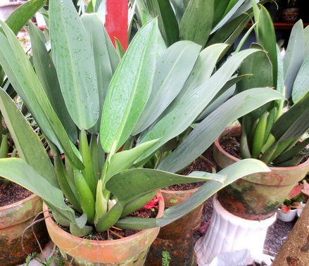 Cây Đại phát tài