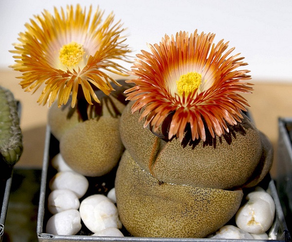 Hoa sỏi,cây hoa sỏi,Lithopturbuniformis,họ phiên hạnh,Aizoaceae,Ficoidaceae