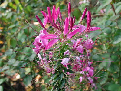 Hoa túy điệp,túy điệp,hoa đẹp,hoa Đà Lạt,Cleome spinosa