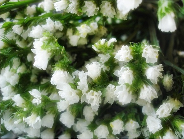 Hoa Salem,salem,Limonium sinuatum,Limonium,Statice,Sea Lavender,Notch Leaf Marsh Rosemary,Marsh Rosemary,Sea Pink,biển hồng,Wavy Leaf Sea Lavender,họ đuôi công,Plumbaginaceae,ý nghĩa của hoa salem