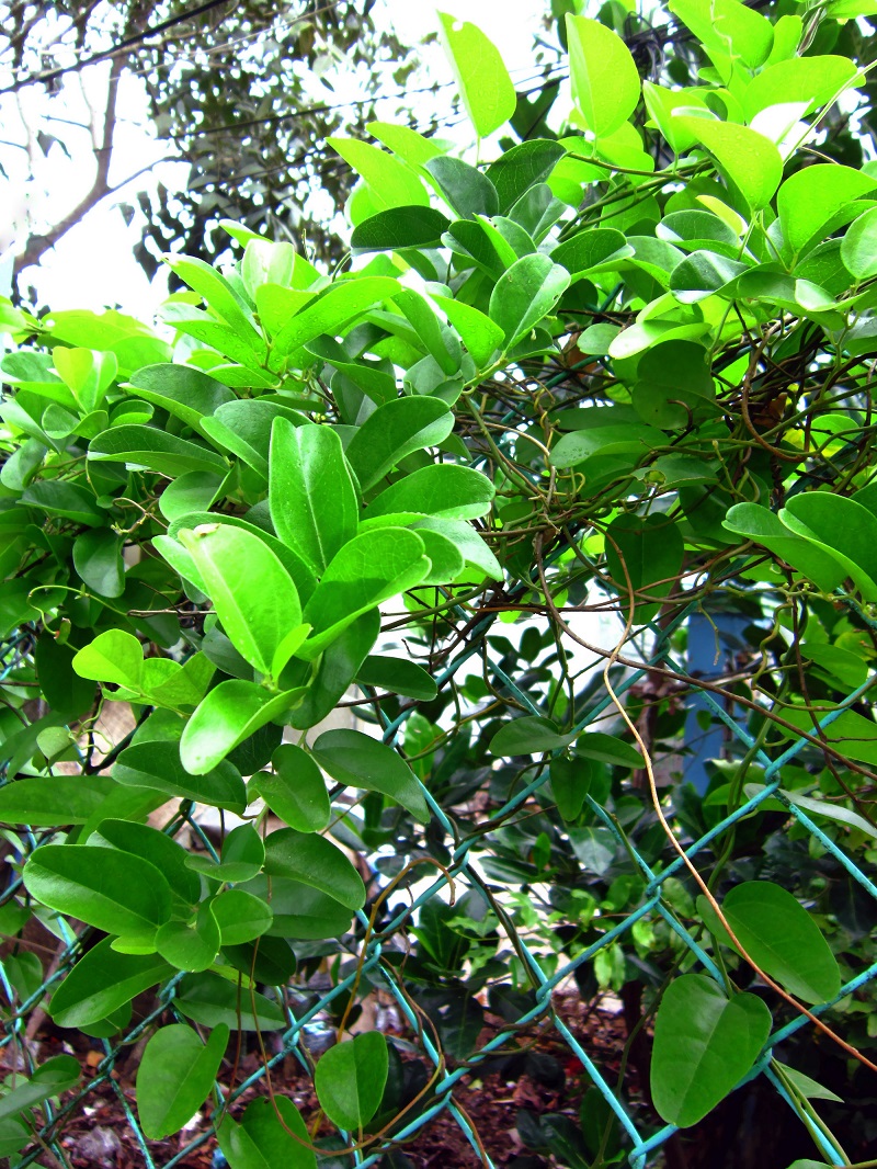 Sương sâm,dây sương sâm,sương sâm trơn,dây xanh leo,dây xanh ba nhị,xanh tam,Tiliacora triandra,Cyclea barbata (Wall.),sương sâm rừng,sương sâm lông