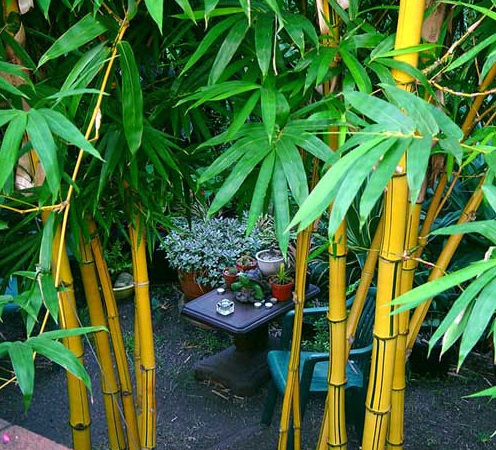 cây tre vàng sọc