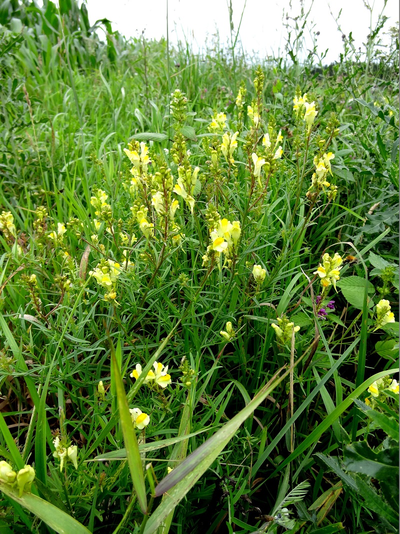 Hoa hoàng ngư,hoa kim ngư,Linaria vulgaris,Linaria,hoa mõm chó,họ mã đề,Plantaginaceae Juss